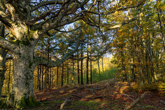 IMMAGINE FORESTA PARCO.jpg